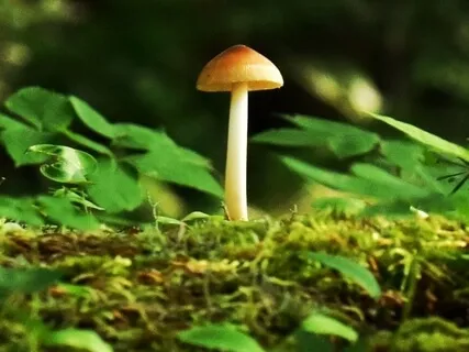 Anxiety Reduction - Calming Magical Music