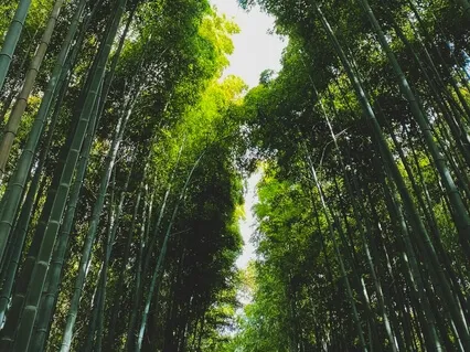 Anxiety Reduction - Calming Meditation