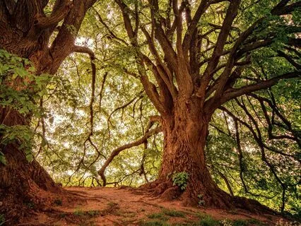 Anxiety Reduction - Calming the Storm