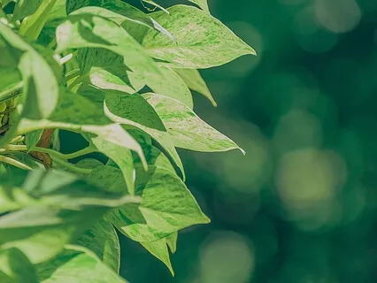 Anxiety Reduction - Cleanse From Stress And Worry