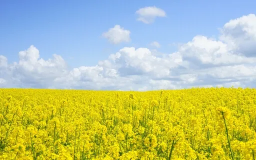 Anxiety Reduction - Connect Within