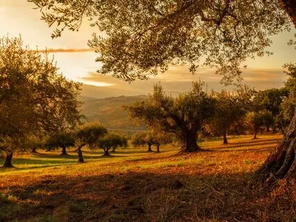 Anxiety Reduction - Courageous Serenity