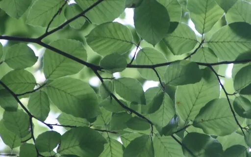 Anxiety Reduction - Days' Reflection