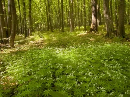 Anxiety Reduction - Deep Relaxing & Healing Music