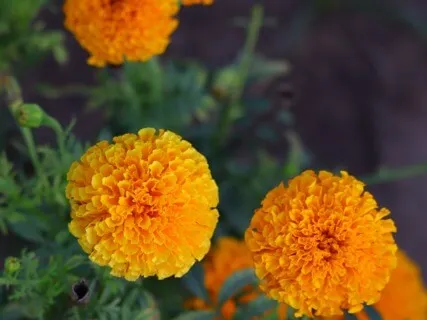  Anxiety Reduction - Depression Relief