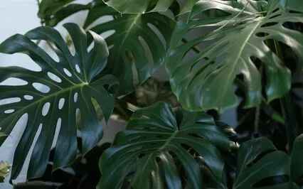 Anxiety Reduction - Detox Negative Emotions 