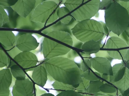 Anxiety Reduction - Detox Negative Emotions