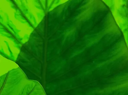 Anxiety Reduction - Detoxify From Negativity