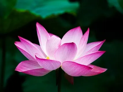 Anxiety Reduction - Dreamscape Serenity