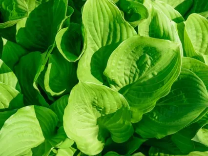 Anxiety Reduction - Drift Into Calmness And Away From Stress