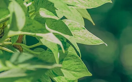 Anxiety Reduction - Drift Into Sleep