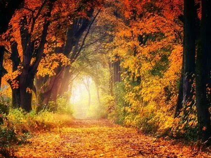 Anxiety Reduction - Embracing Inner Peace