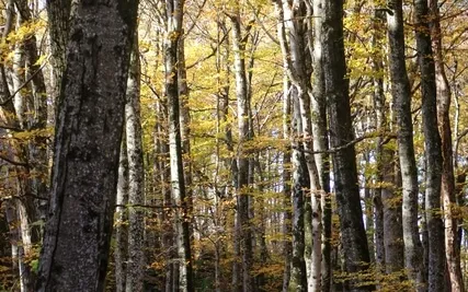 Anxiety Reduction - Embracing Your Inner Child