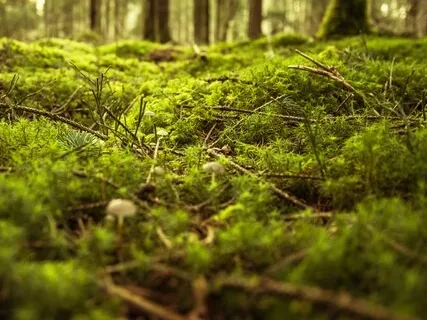 Anxiety Reduction - Emotional Cleansing