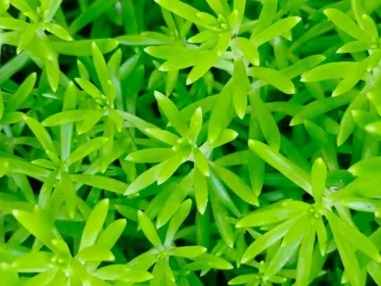 Anxiety Reduction - Emotional Detox