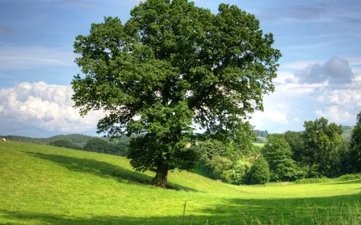 Anxiety Reduction - Experience Peace In Your Life