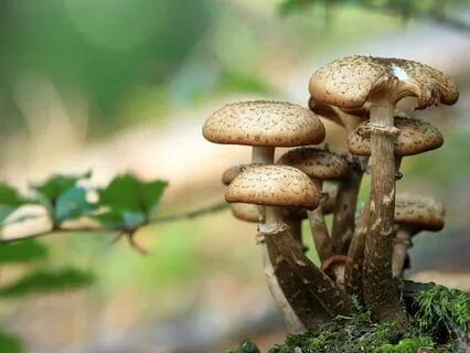 Anxiety Reduction - Fearless Tranquility