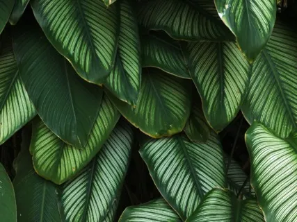 Anxiety Reduction - For Stress & Anxiety Relief