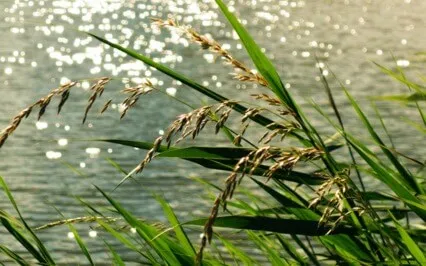 Anxiety Reduction - Free Your Heart