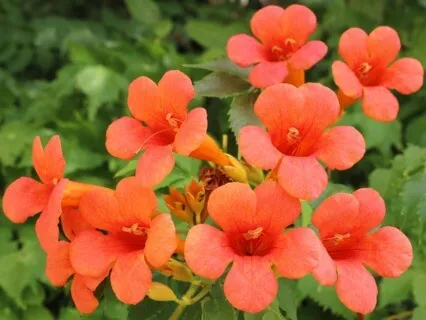 Anxiety Reduction - Full Body Aura Cleansing