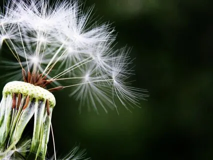 Anxiety Reduction - Harmonious Whispers