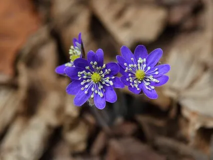 Anxiety Reduction - Harmony Within