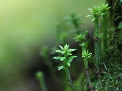 Anxiety Reduction - Healing Meditative Music