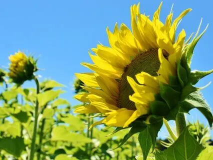 Anxiety Reduction - Healing Sound Waves