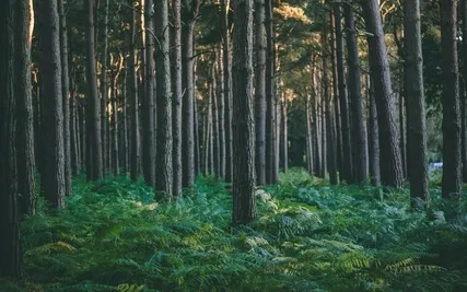 Anxiety Reduction - Inner Peace