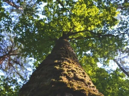 Anxiety Reduction - Instant Relief From Anxiety & Stress