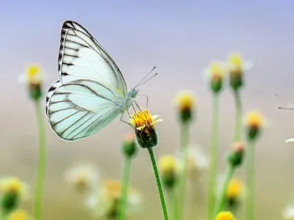 Anxiety Reduction - Instant Relief From Anxiety & Stress