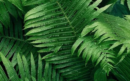 Anxiety Reduction - Instant Stress Relief