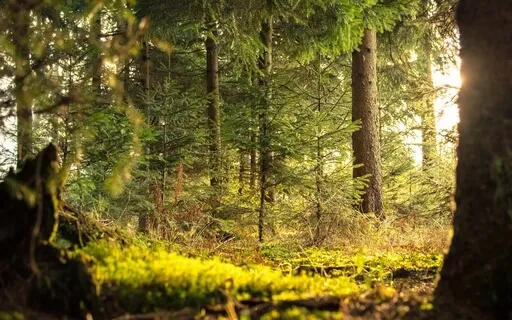 Anxiety Reduction - Learn Self Love