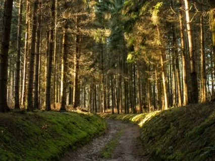 Anxiety Reduction - Lull To Sleep