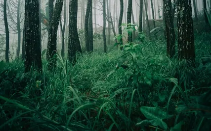 Anxiety Reduction - Manifesting Your Dreams