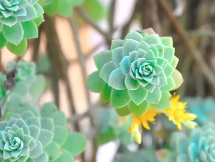 Anxiety Reduction - Meditation For Alignment Music