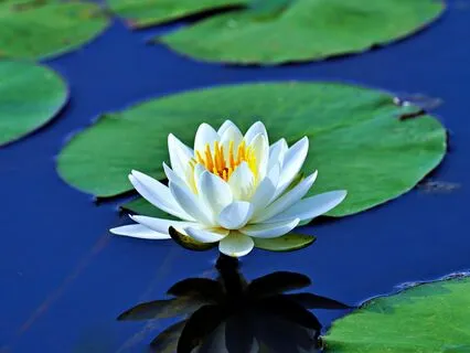 Anxiety Reduction - Meditation Melodies