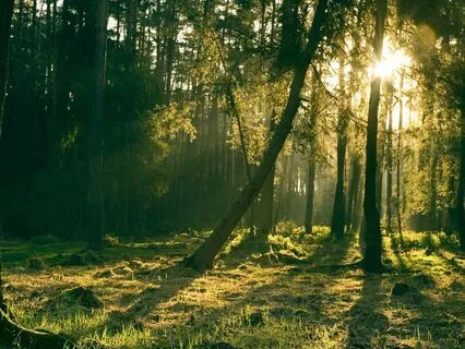 Anxiety Reduction - Metamorphosis Of Mind