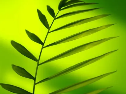 Anxiety Reduction - Music For Inner Peace