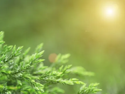 Anxiety Reduction - Music For Wellness & Stress Management