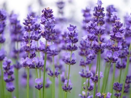 Anxiety Reduction - Music Therapy For Anxious People