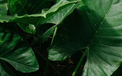 Anxiety Reduction - Music To Overcome Anxiety