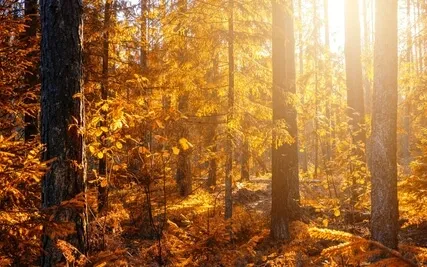 Anxiety Reduction - Over-Coming Your Fears