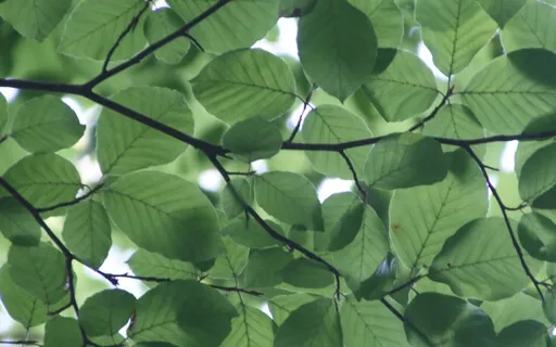 Anxiety Reduction - Overcoming Anxiety