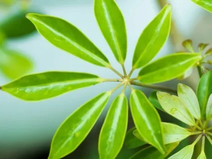 Anxiety Reduction - Pain Relief Music