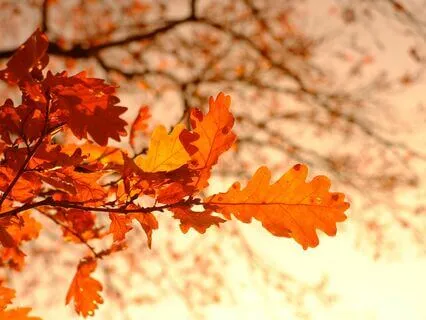 Anxiety Reduction - Path To Inner Peace