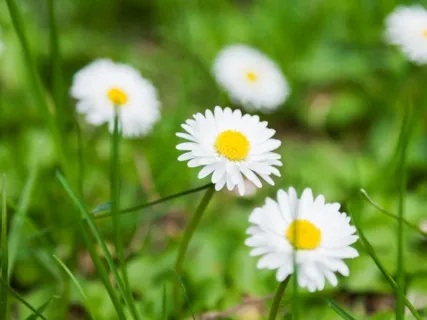 Anxiety Reduction - Peaceful Meditation Music