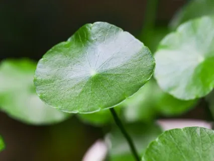 Anxiety Reduction - Peaceful Music To Clear Your Mind