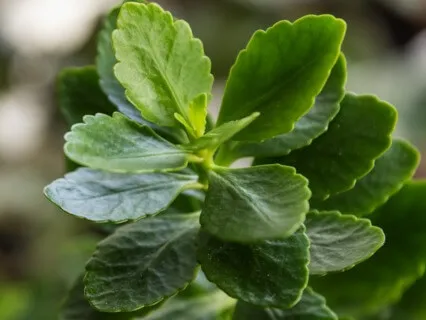 Anxiety Reduction - Peaceful Relaxation Music 