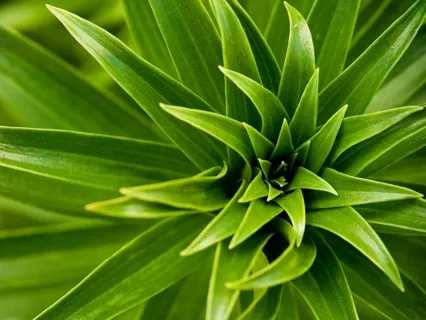 Anxiety Reduction - Peaceful Soothing Instrumental Music